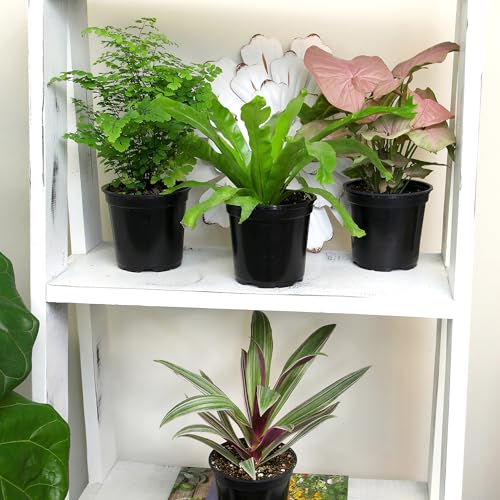 Essential Houseplant Collection (4PK) Live Plants Indoor Plants Live Houseplants in Plant Pots, Easy House Plants Indoors Live, Snake Plant, Pothos in Potting Soil, Clean Air Plants by Plants for Pets